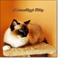 /album/kitty/kittyke-002-jpg/